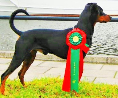 Pinscher